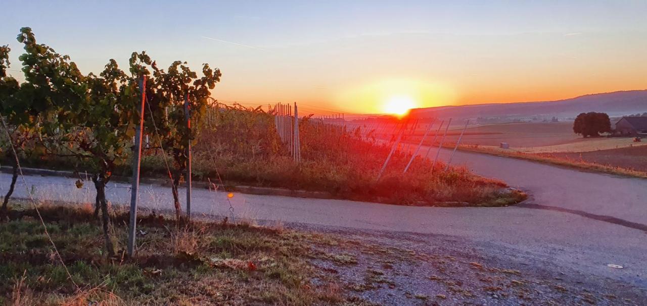 SchwaigernWeingut Will Und Wuerz Lembergerアパートメント エクステリア 写真